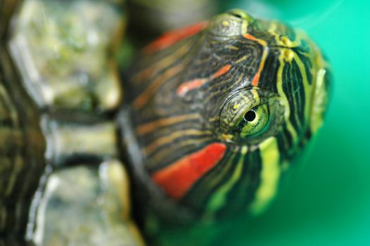 Low depth of field shot of tortoise Red-eared Sliders (Trachemys scripta elegans) with focus on right eye