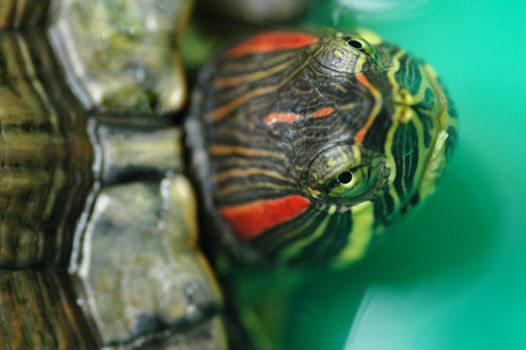Low depth of field shot of tortoise Red-eared Sliders (Trachemys scripta elegans) with focus on the eyes