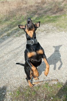 a black doberman jumping in the air with an open mouth