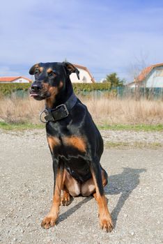 a black doberman mouth-watering licking with his tongue