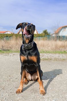 a black doberman mouth-watering licking with his tongue