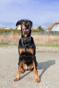 a black doberman mouth-watering licking with his tongue