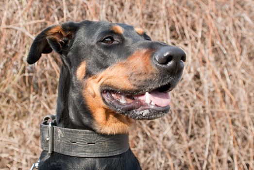 a portrait of a black doberman on a beautiful natural background