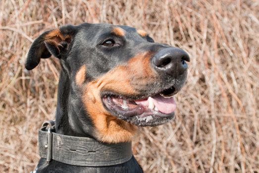 a portrait of a black doberman on a beautiful natural background
