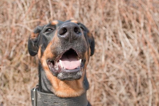 a portrait of a black doberman on a beautiful natural background