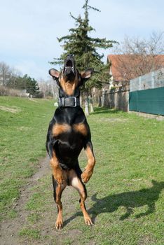 a black doberman jumping in the air with an open mouth