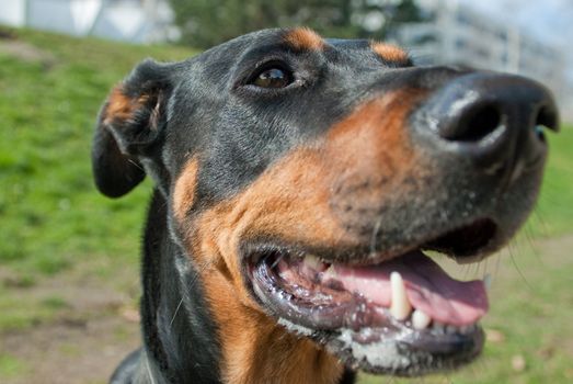 a portrait of a black doberman