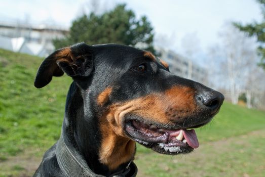 a portrait of a black doberman