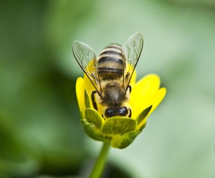 bee on a background a yellow flower