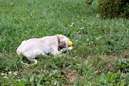 A lying white saluki pup and yellow flowers
