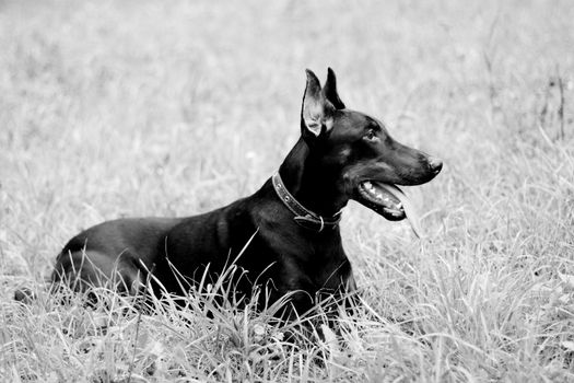 A lying doberman in a summer park
