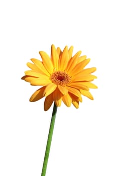 yellow gerbera close up on white background