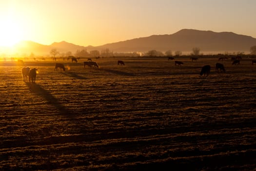 A beautiful morning sunrise on the cold crisp Nevada field.  The cows are out early and ready to eat.