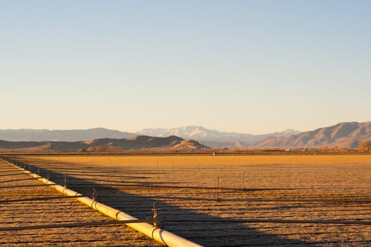 A beautiful field during golden hour.  The field looks as if it is radiating gold.