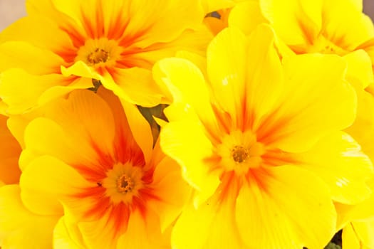 Yellow primrose closeup flowers of the spring
