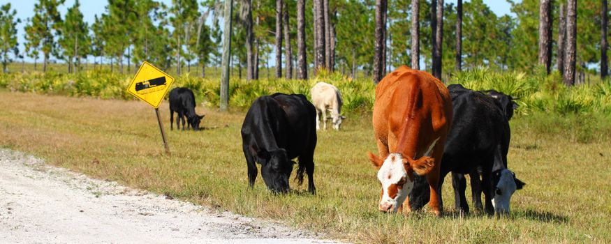 Cows graze on grass at a military base in Florida.