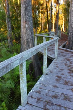 Boardwalk through the thick swamps of central Florida.