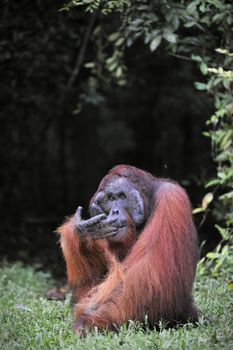 The adult male of the Orangutan. Portrait of the adult male of the orangutan in the wild nature. Island Borneo. Indonesia.