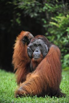 The adult male of the Orangutan. Portrait of the adult male of the orangutan in the wild nature. Island Borneo. Indonesia.