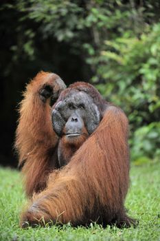 The adult male of the Orangutan. Portrait of the adult male of the orangutan in the wild nature. Island Borneo. Indonesia.