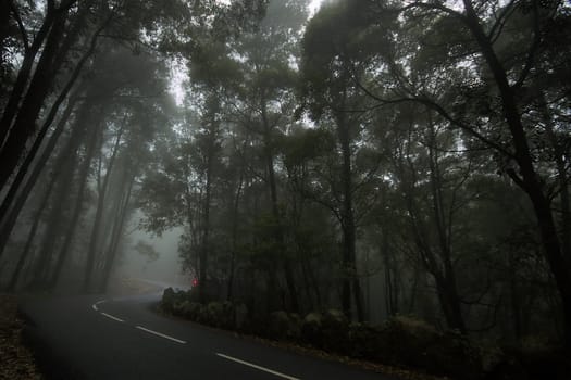 road at Sintra in morning fog