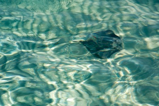 Stingray at Stingray City, Grand Cayman