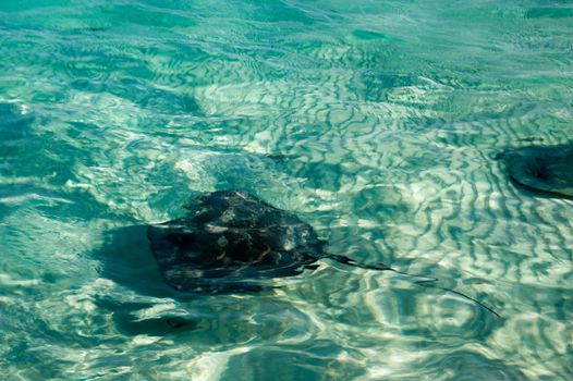 Stingray at Stingray City, Grand Cayman