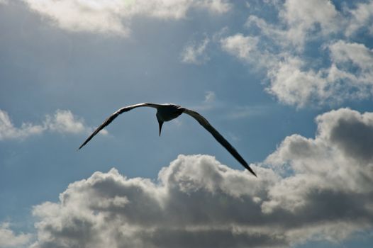 Bird over Stingray City, Grand Cayman