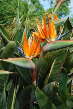 beautiful strelitzia flowers, also known as bird of paradise