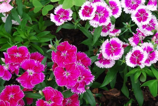 photo of purple dianthus (flowers background)
