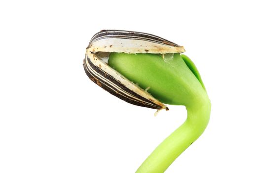 Sunflower seedling bursting from its seed casing. Isolated on white with copy space.