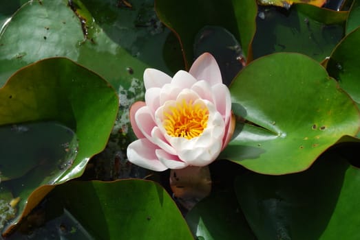 photo of water plant called nenufar