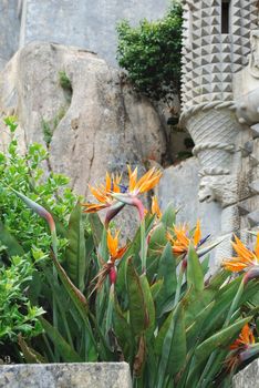 beautiful strelitzia flower, also known as bird of paradise