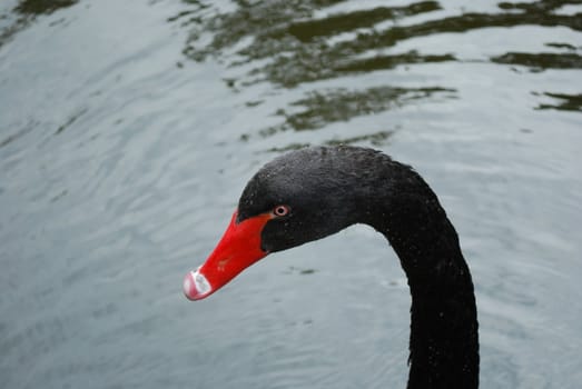 close up of a beautiful black swan in a artificial lake