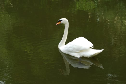 beautiful white swan in a artificial lake