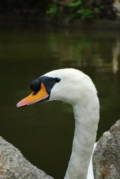 close up of a beautiful white swan in a artificial lake