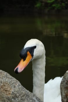 close up of a beautiful white swan in a artificial lake