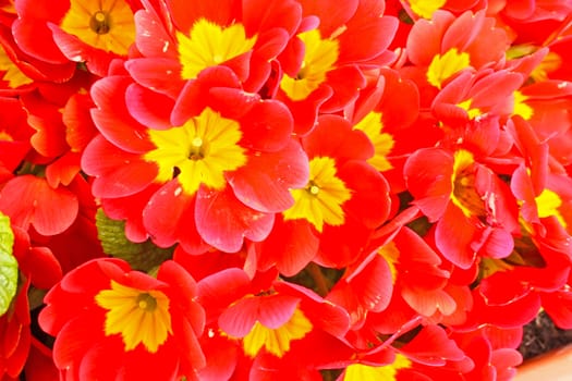 Red primrose closeup flowers of the spring