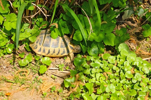 A little turtle in shadows of the leaves