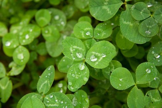 fresh clover. Drops of dew on leaves