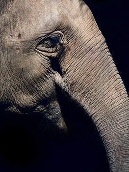 Close up image of an elephant 