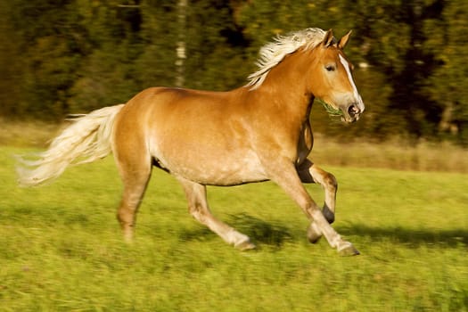 Running  calfish horse in a field