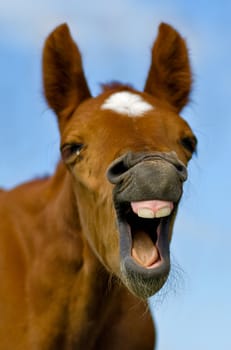 Horse with mouth open looking like. It with a very funny expression on his face as if he is laughing