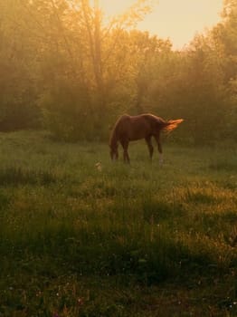 Horse grazing in the meadow. Sunset of a summer day