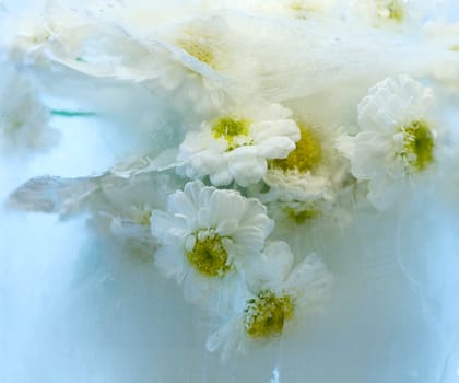 A white small flowers of chrysanthemum in ice. Macro.