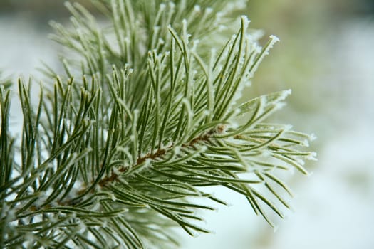 Winter scene - frost on pine tree