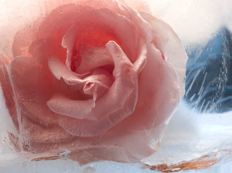 A rose in ice. Macro. Frozen beautiful flower 