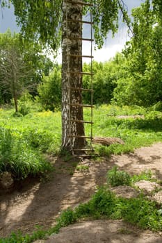 ladder fixed on a Birch tree. Summer day