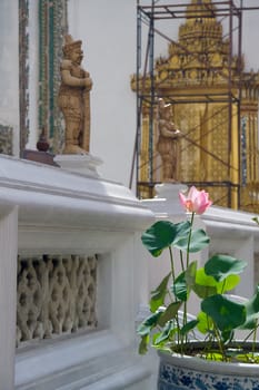 Thai Water Lilly  in a wat. Thailand, Bangkok