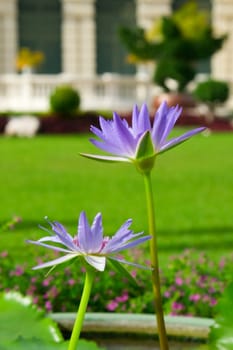 Thai Water Lilly  in a wat. Thailand, Bangkok